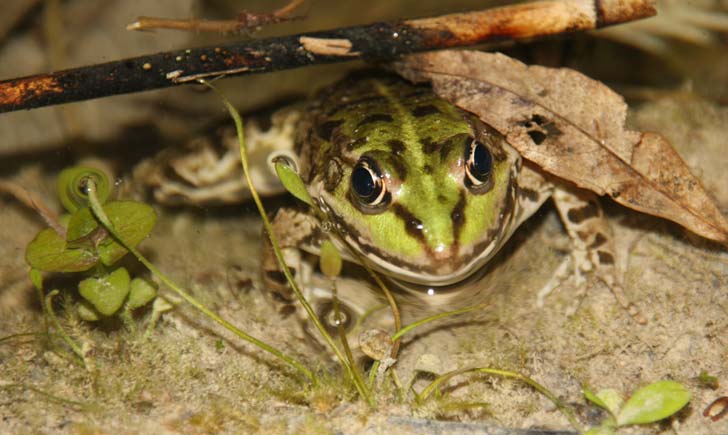 Grenouille rieuse crédit RNN la Bassée