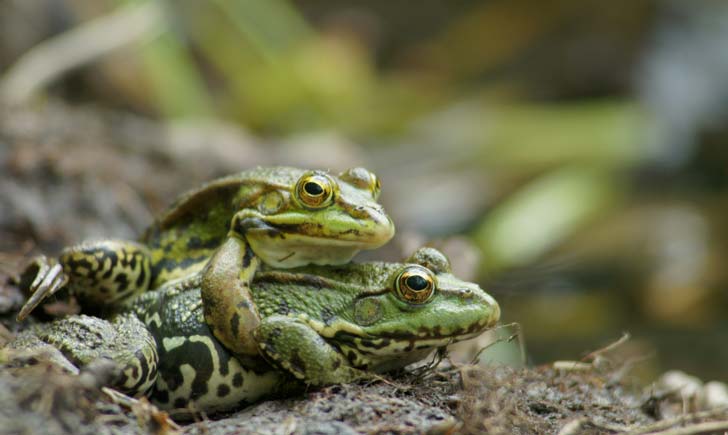 Grenouille rieuse crédit RNN la Bassée