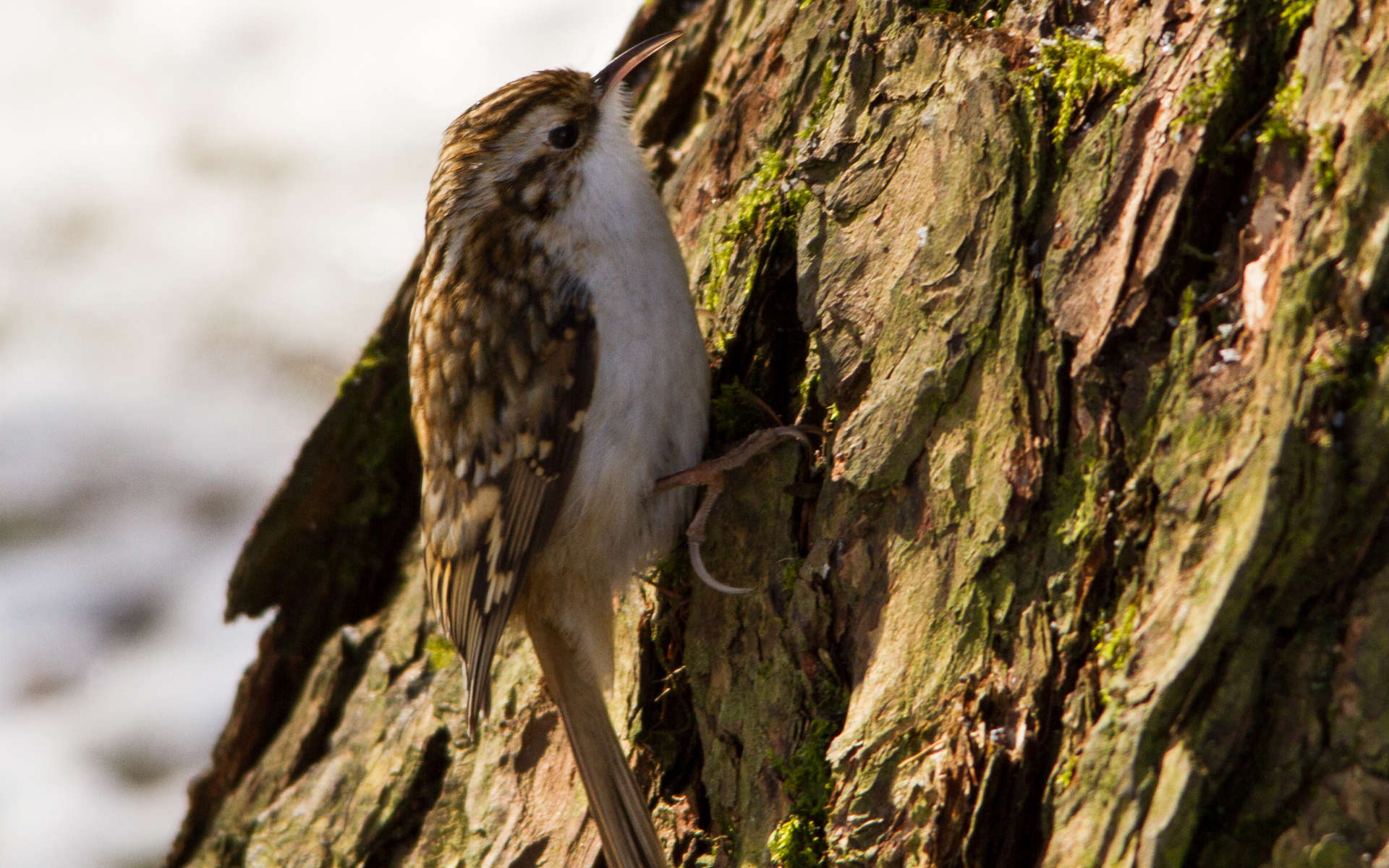 Grimpereau des bois (Crédits: Aero Pixels - Flickr)