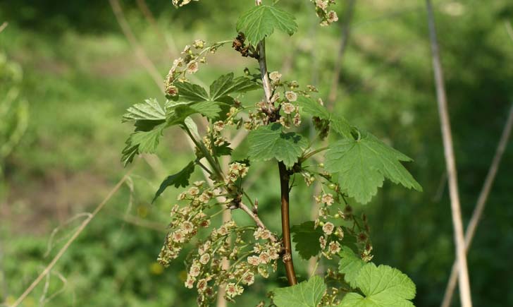 Groseillier-à-grappes-crédit F.Perriat