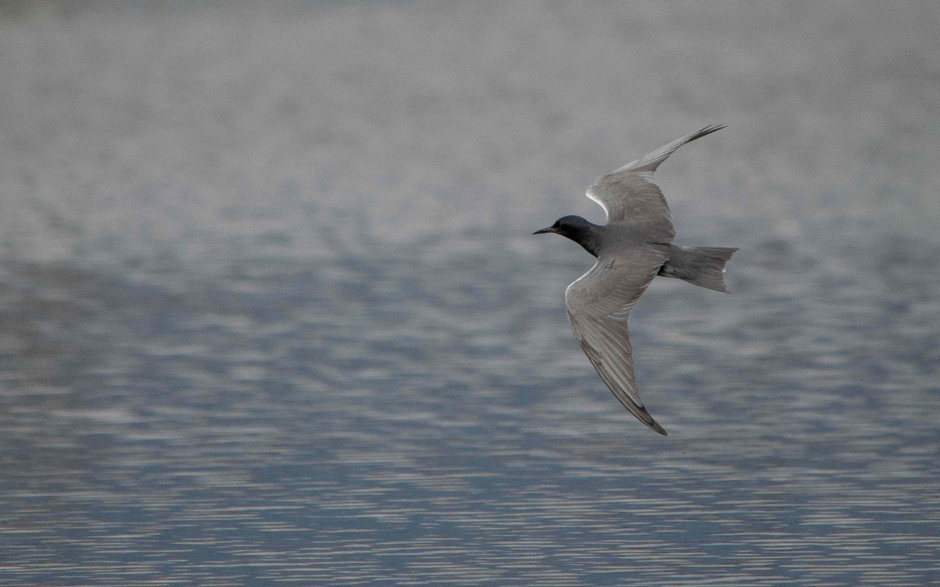 Guifette noire  credit Jon Nelson