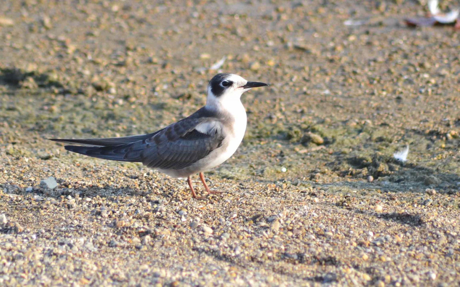 Guifette-noire-Juvenile---credit-Andrew-C