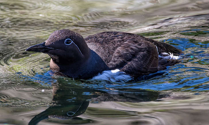 Guillemot de troïl (Crédits: Larry Miller - flickr)