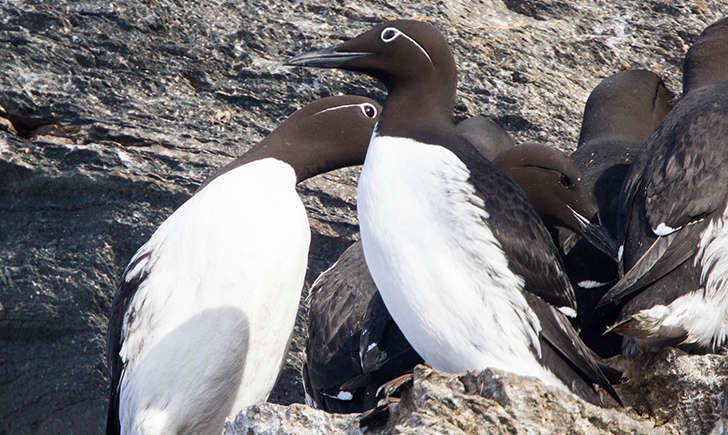 Guillemot de troïl (Crédits: Ron Knight - flickr)