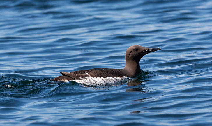 Guillemot de troïl (Crédits: Smudge 9000 - flickr)