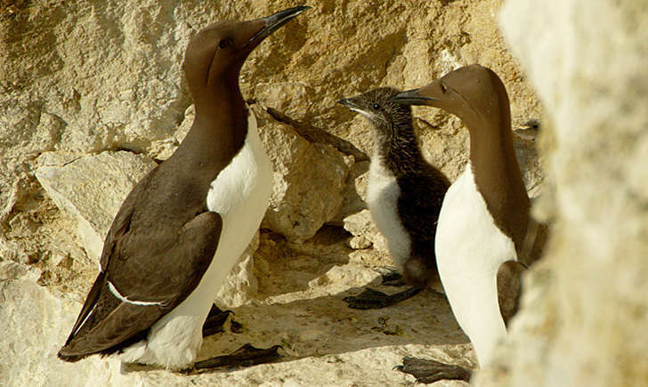 Guillemot de troïl (Crédits: Stefan Berndtsson - flickr)