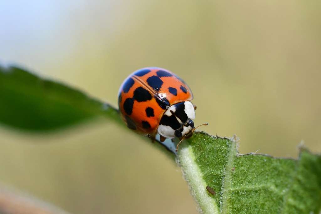 Coccinelle asiatique