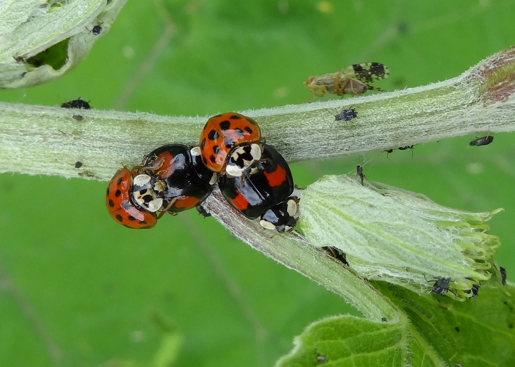 Coccinelle asiatique