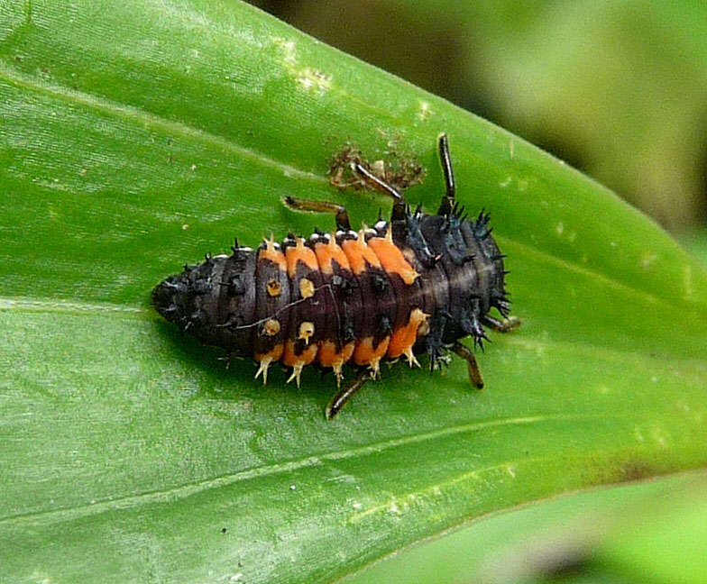 Coccinelle asiatique