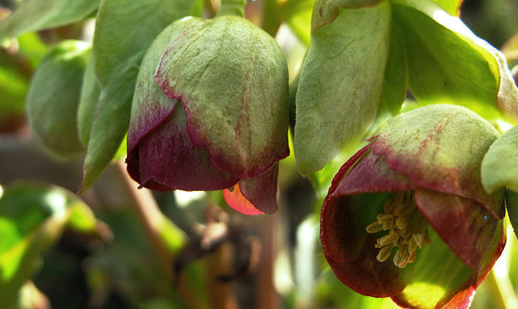 Hellébore fétide (Crédits: Jacinta lluch valero - flickr)