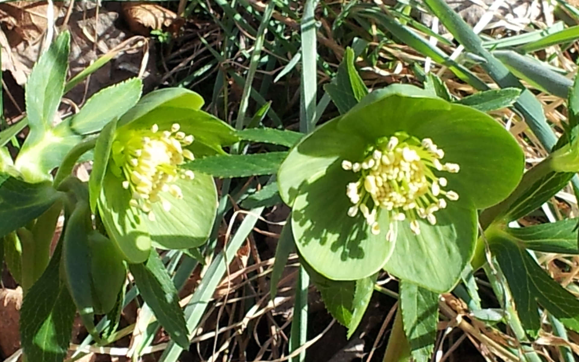 Hellébore vert (Crédits: Esther Westerveld - Flickr)