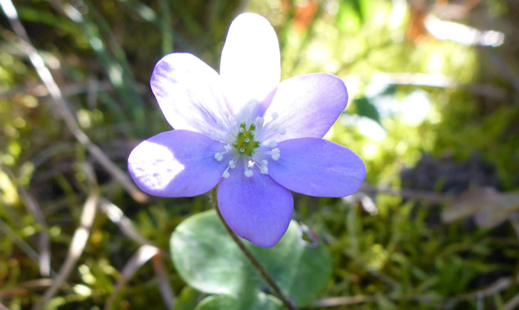 Hepatica nobilis (crédit: Toulourenc Horizon)