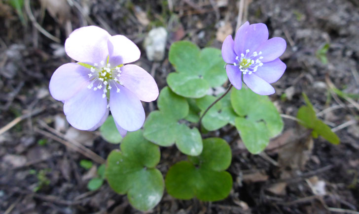 Hepatica nobilis (crédit: Toulourenc Horizon)