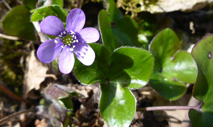 Hepatica nobilis (crédit: Toulourenc Horizon)