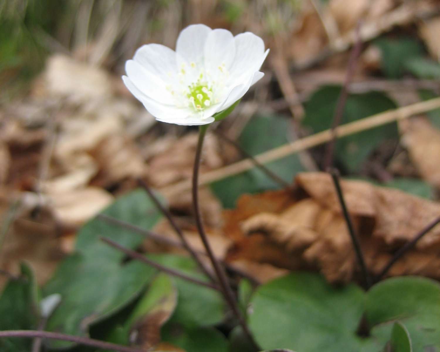 Anémone hépatique (crédits: evelyne Liauzun)