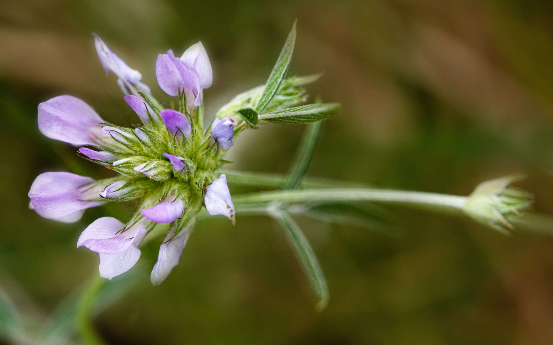 Herbe au bitume - fleurs (Crédits : Martine Benezech)