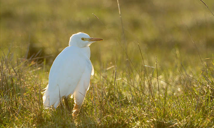 Heron garde boeufs (Crédits : Jean-Jacques Boujot)