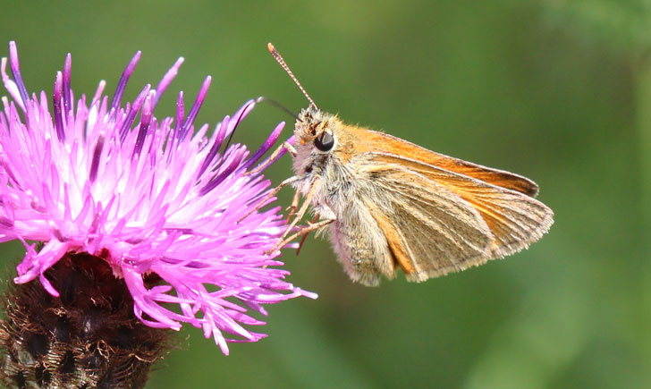 Hespérie de la houque-Thymelicus sylvestris (crédit: Quessoy)