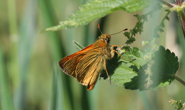 Hespérie de la houque-Thymelicus sylvestris (crédit: Quessoy)