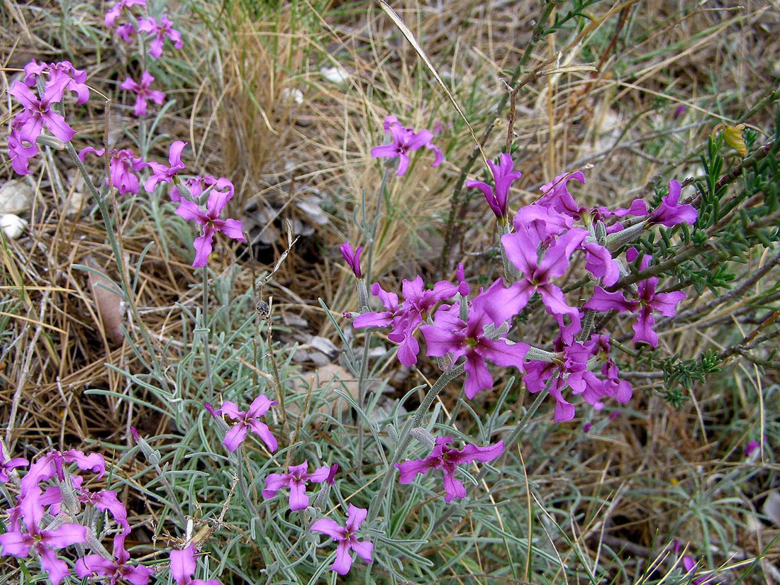 Hesperis Laciniata dans son milieu naturel