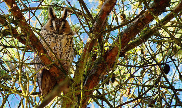 Hibou moyen-duc dérangé (Crédits: Bernard Stam - flickr)