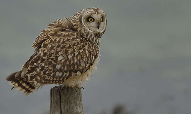 Hibou des marais (Crédits: Bernard Stam - flickr)