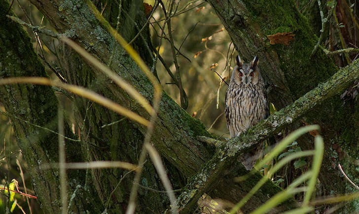 Hibou moyen-duc (Crédits: Bernard Stam - flickr)