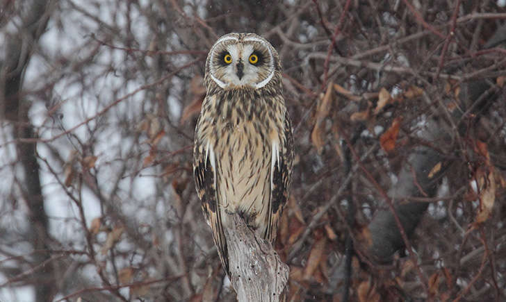 Hibou des marais (Crédits: Dominic Sherony - flickr)