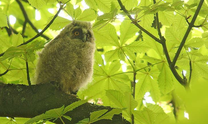 Hibou moyen-duc juvénile (Crédits: Frank Vassen - flickr)