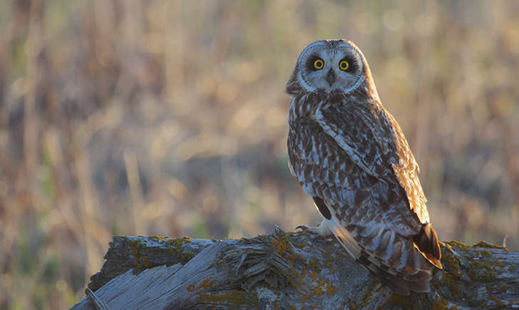 Hibou des marais (Crédits: Gregory Slobirdr Smith - flickr)