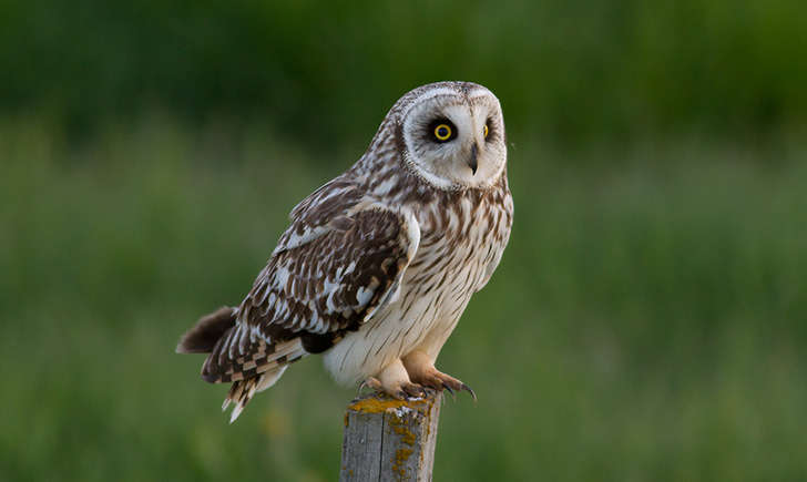 Hibou des marais (Crédits: óskar elías sigurðsson - flickr)