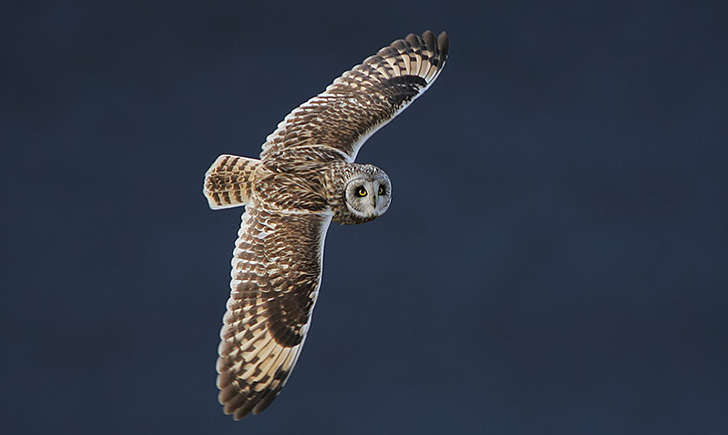 Hibou des marais (Crédits: Steve Garvie - flickr)