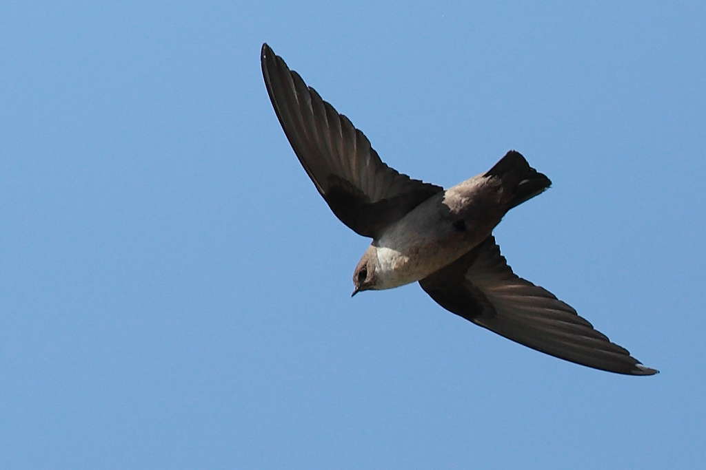 Hirondelle de Rochers - credit Pianurus Biarmicus