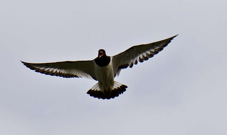 Huîtrier pie (Crédit: Thomas Quine - flickr)