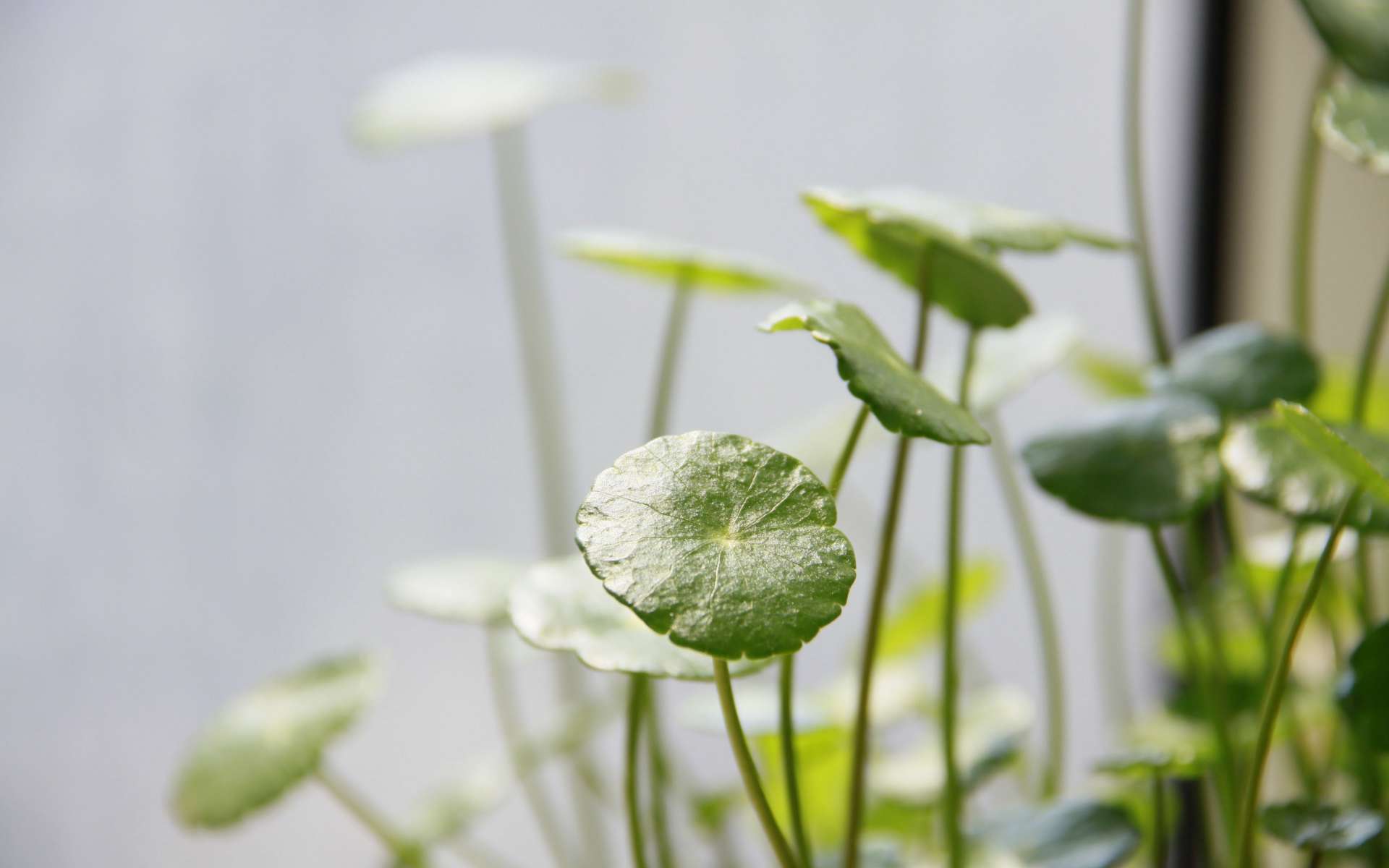 Hydrocotyle commun (Crédits : Andy - flickr)