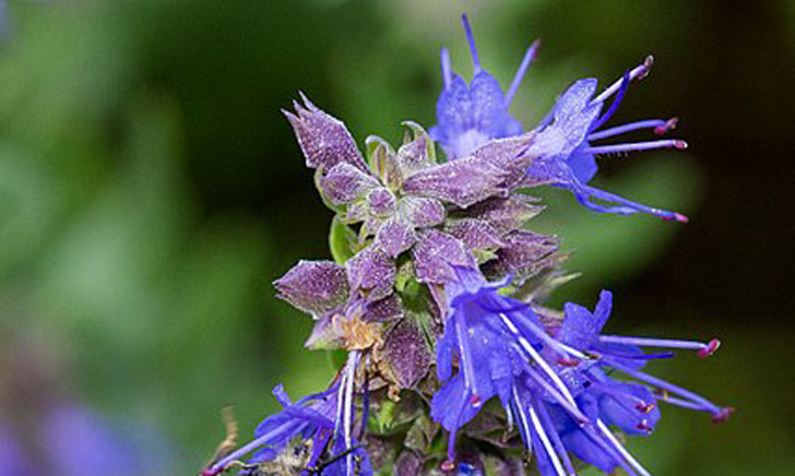 Hyssopus officinalis (crédit: Helene Rival)