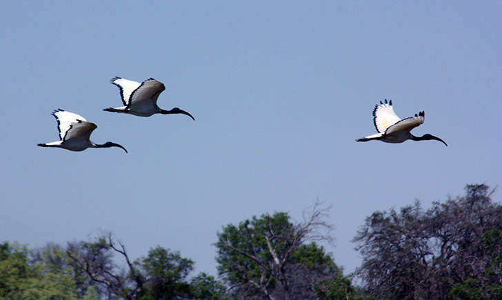 Ibis sacré (Crédits: Charles Sharp - flickr)