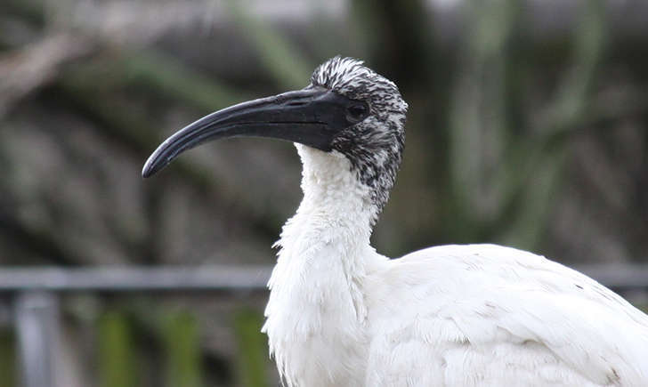 Ibis sacré juvénile (Crédits: Drew Avery)