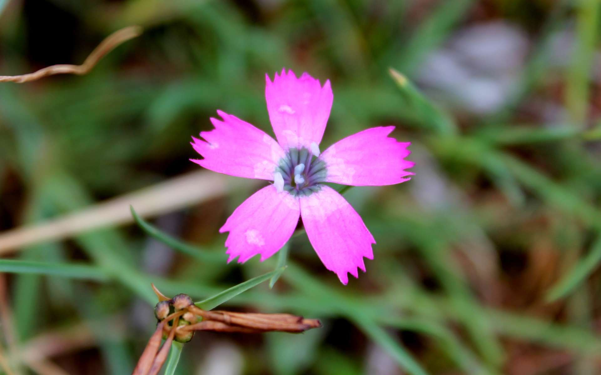 Oeillet négligé - fleur (Crédits : Léa Charbonnier)