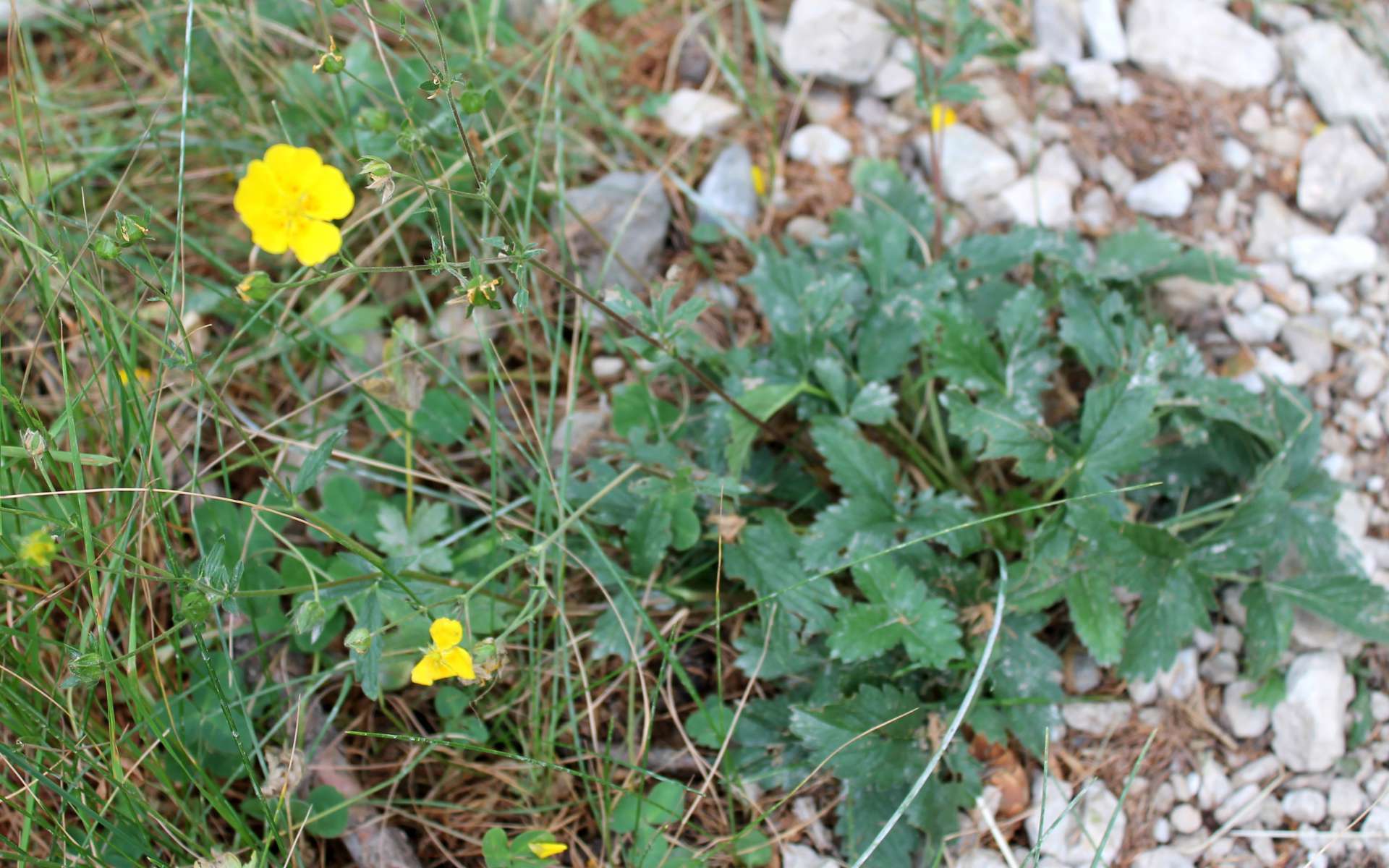 Potentille à grandes fleurs