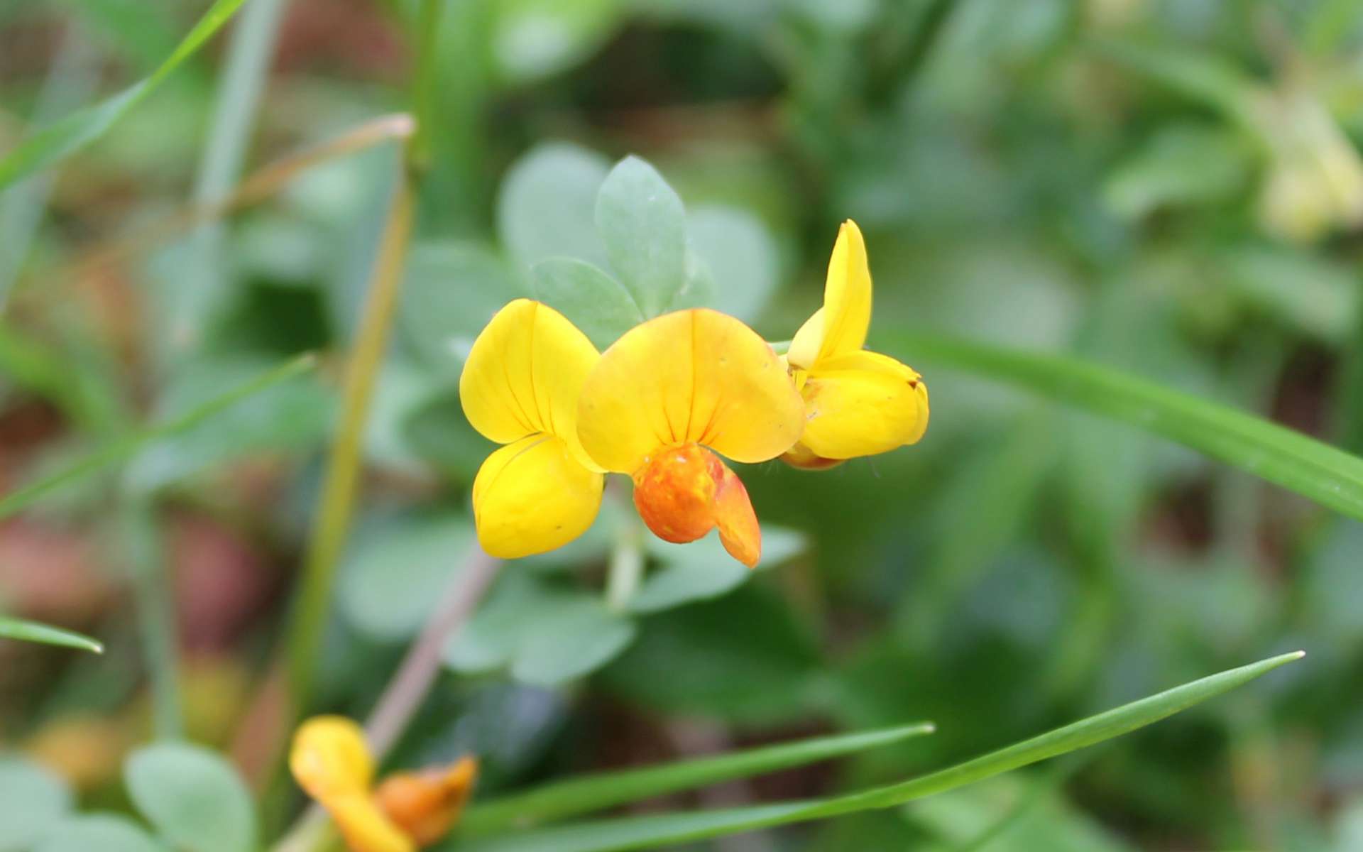 Lotier des Alpes - fleurs (Crédits : Léa Charbonnier)