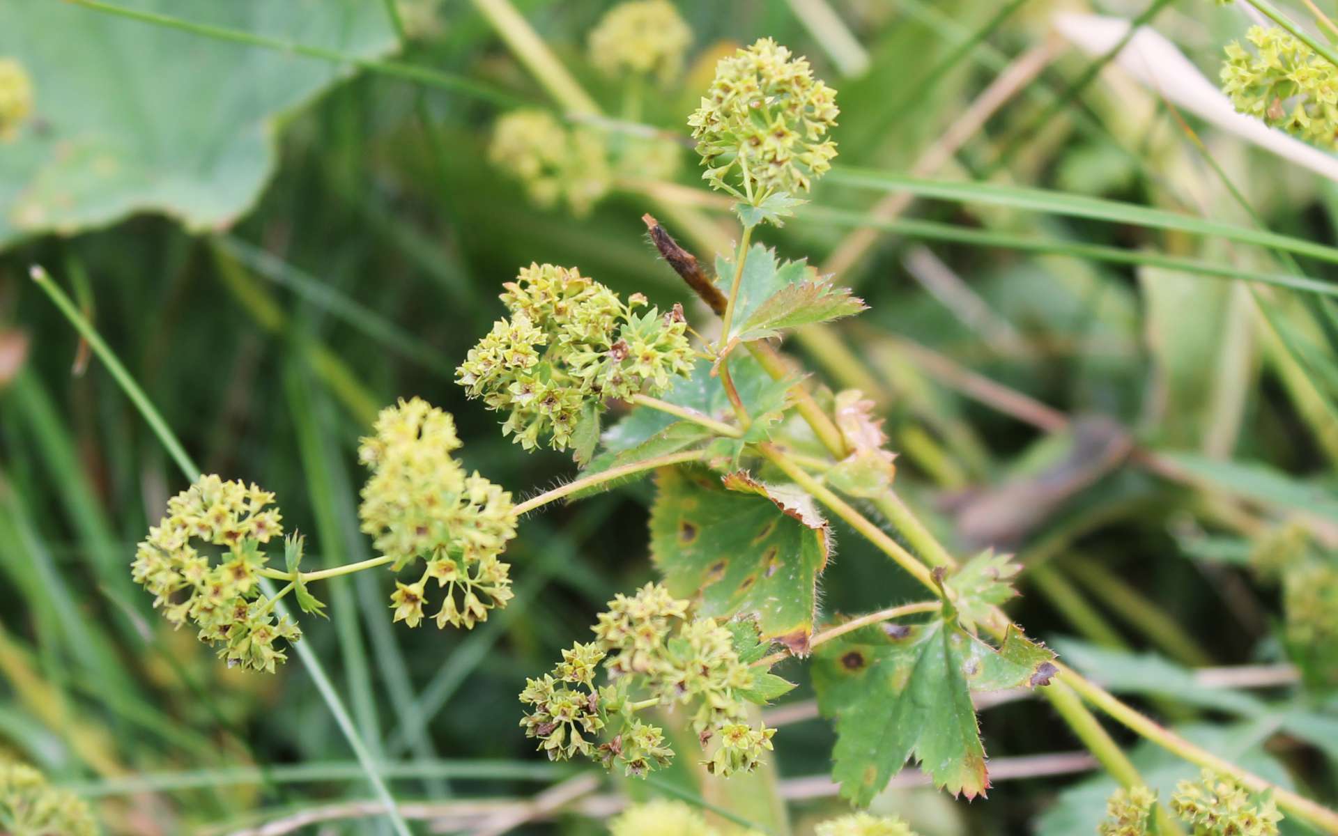 Alchémille commune - fleurs (Crédits : Léa Charbonnier)