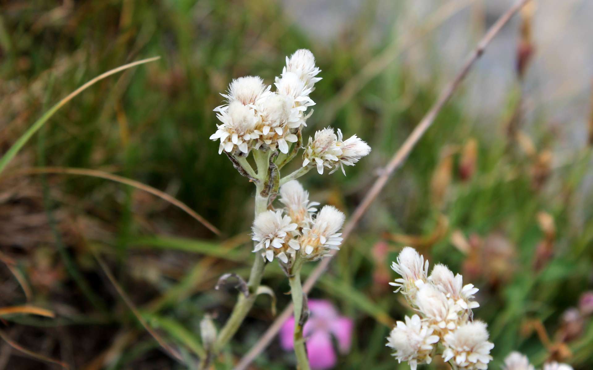 Pied de chat dioïque - fleurs mâles (Crédits : Léa Charbonnier)