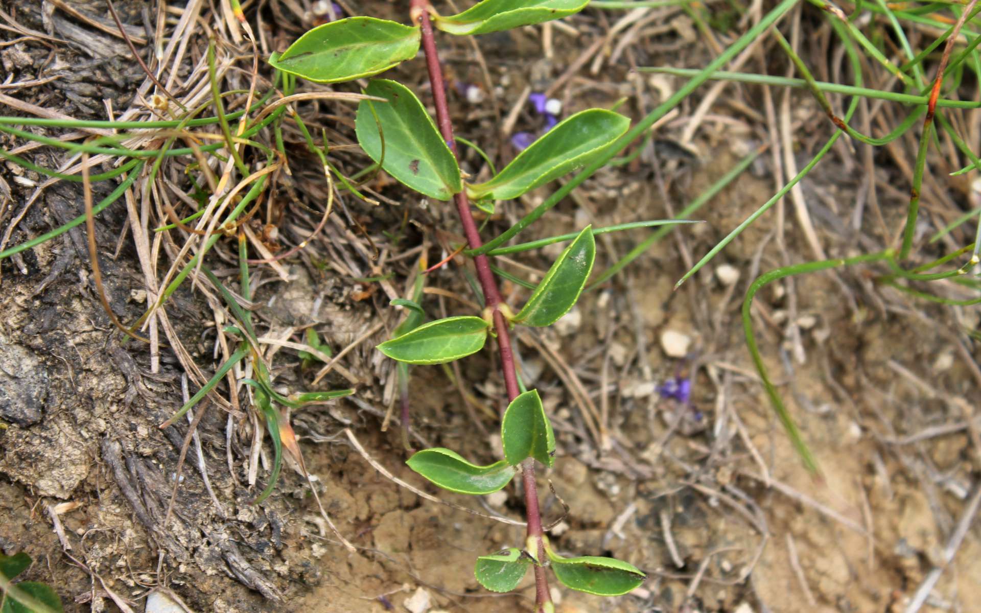 Véronique d'Allioni (Crédits : Léa Charbonnier)