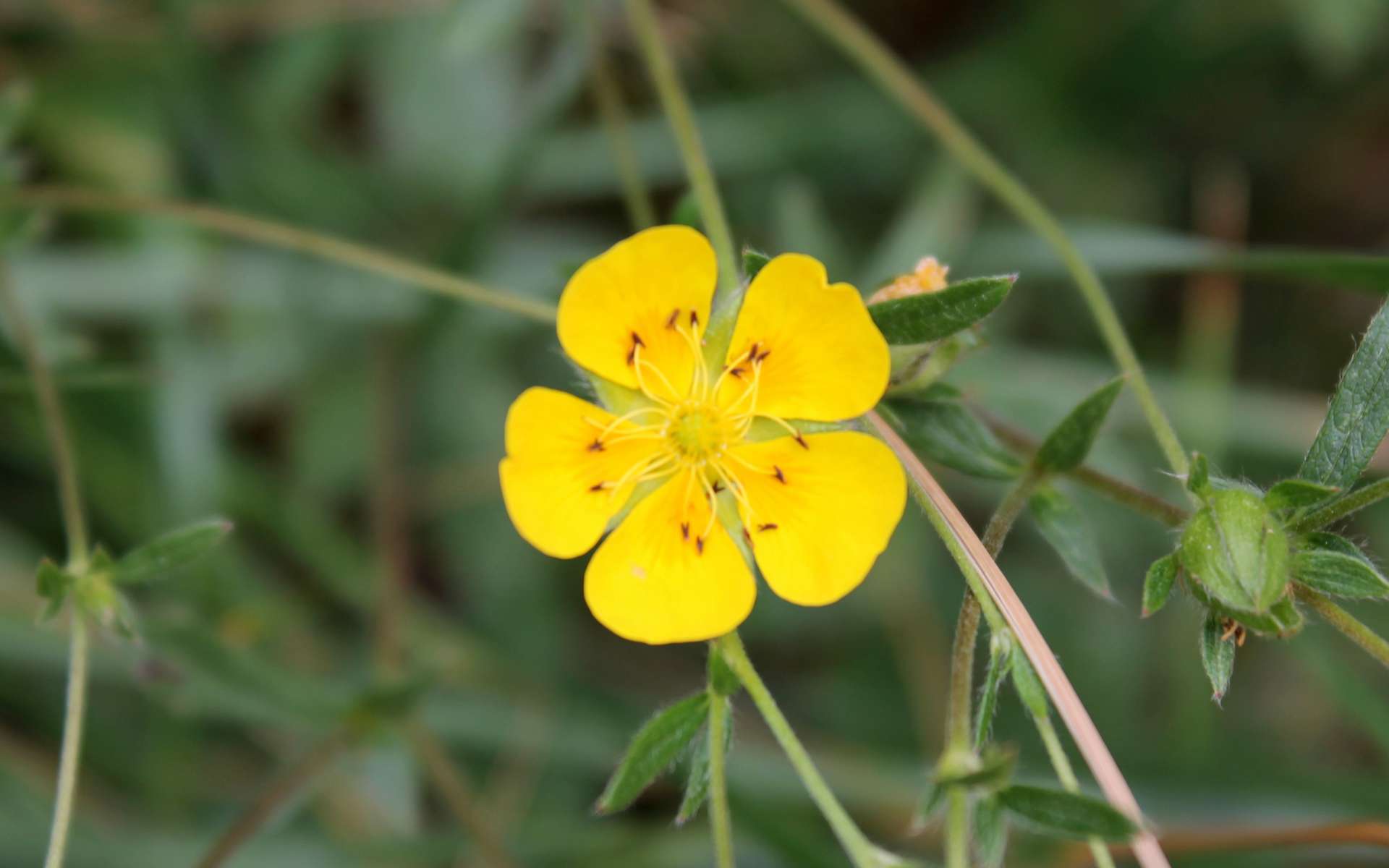 Potentille à grandes fleurs