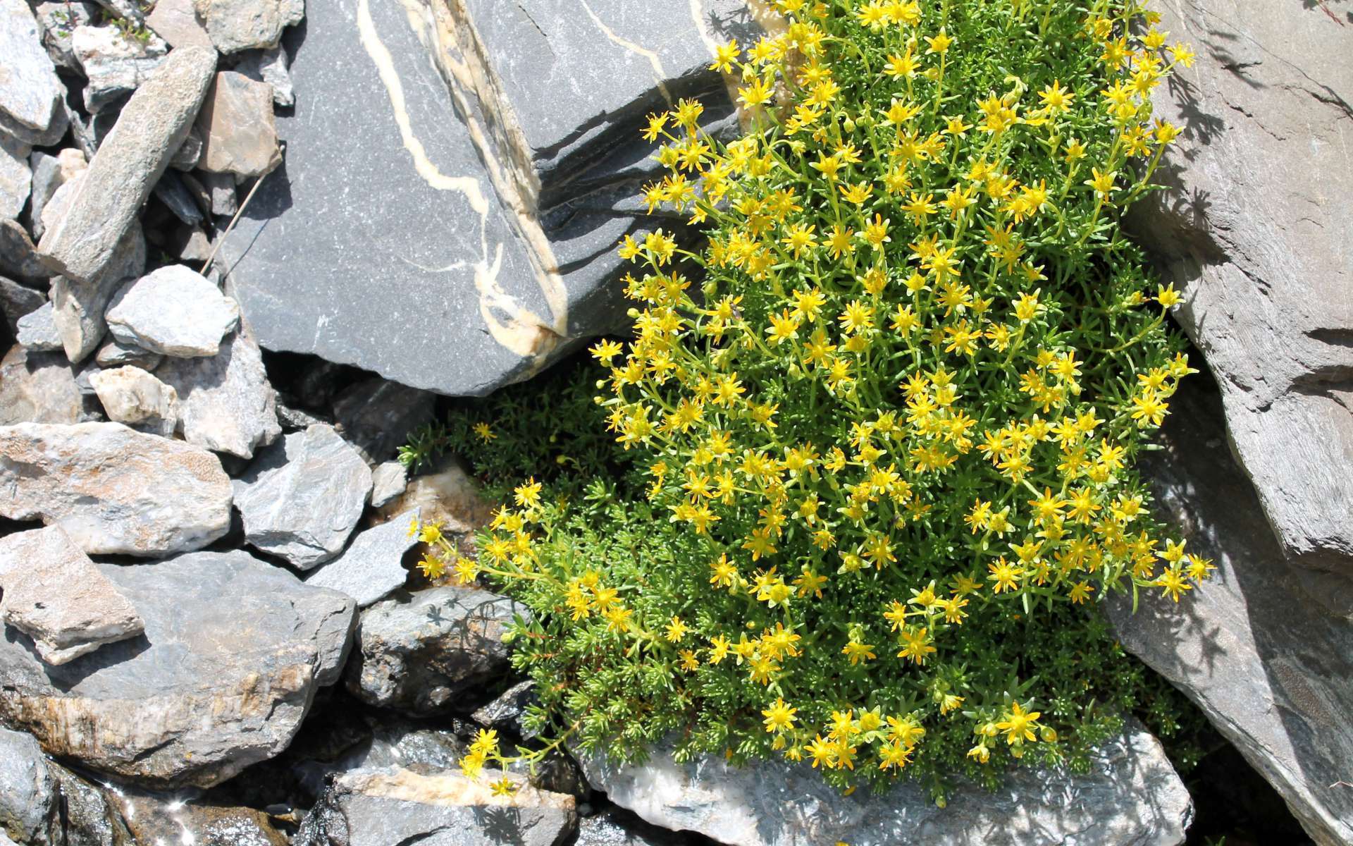 Saxifrage faux-orpin (Crédits : Léa Charbonnier)