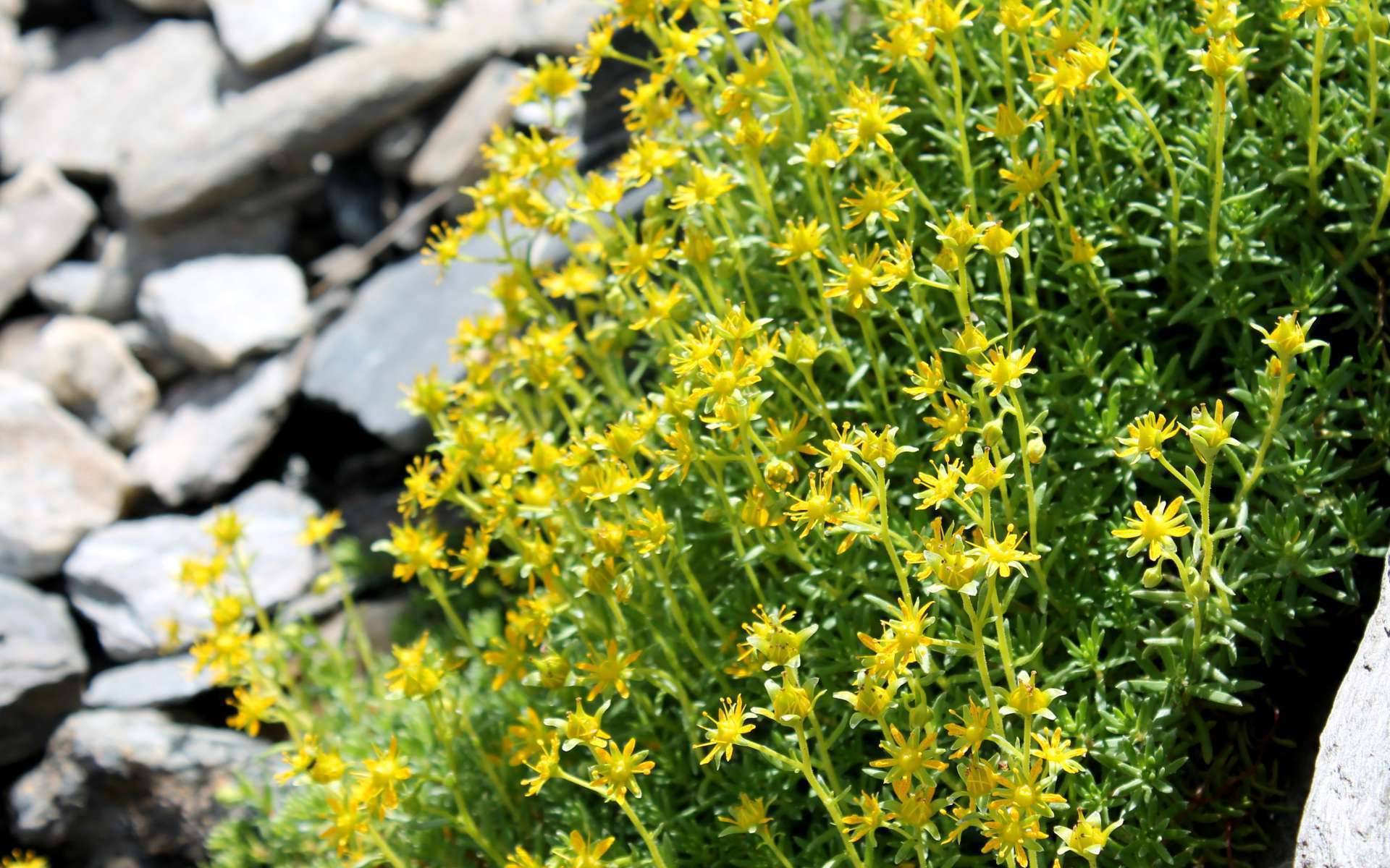 Saxifrage faux-orpin (Crédits : Léa Charbonnier)