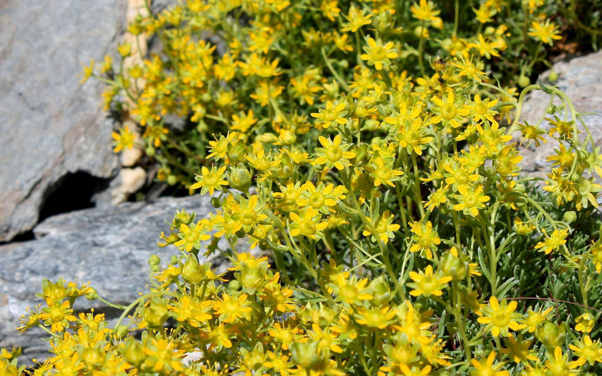 Saxifrage faux-orpin (Crédits : Léa Charbonnier)