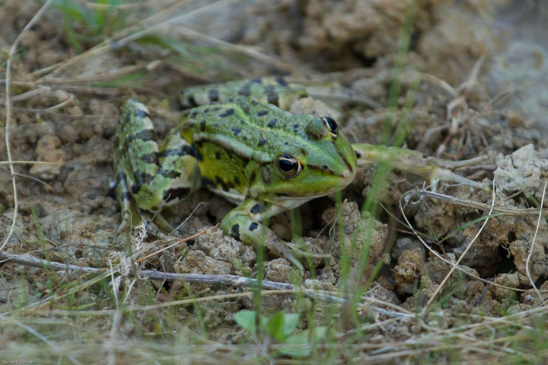 Grenouille verte - Crédit: Bernard Deman