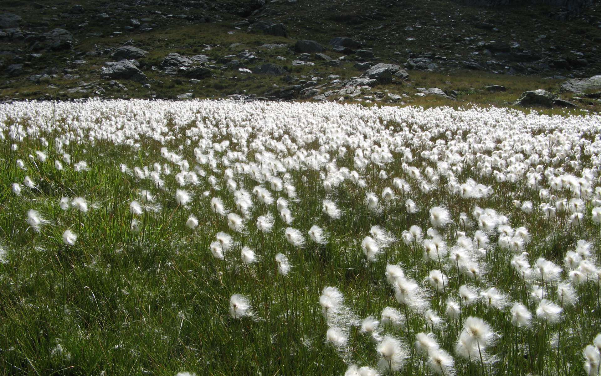 Linaigrette de Scheuchzer (Crédits : Léa Charbonnier)